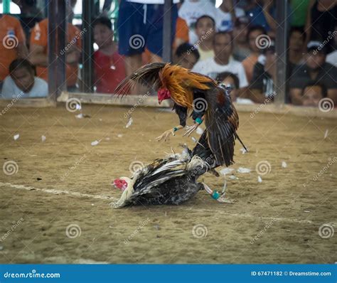 trabesiya sa sabong meaning|Sabong, “The Sport of Kings” .